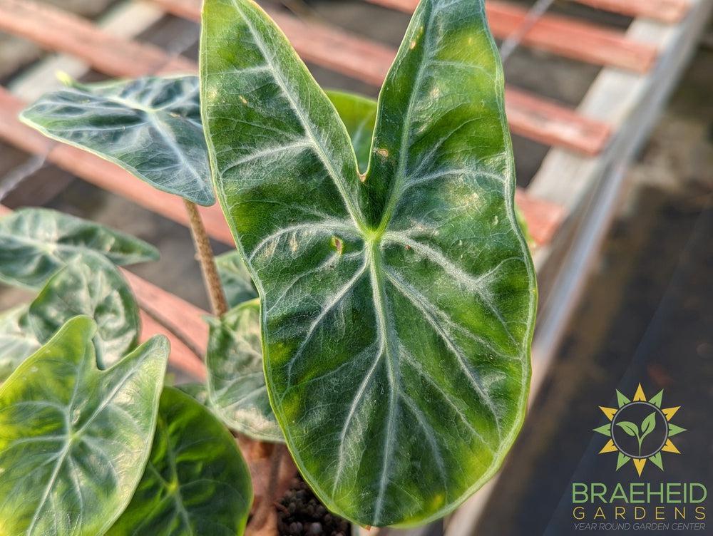 Alocasia Ivory Coast Pink Dragon