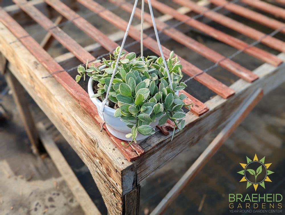 White Diamond Dischidia Hanging Basket