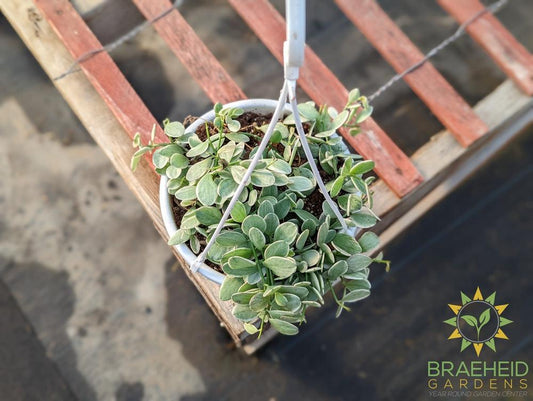 White Diamond Dischidia Hanging Basket