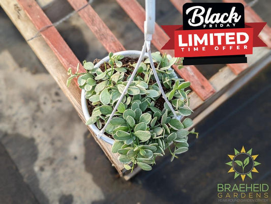 White Diamond Dischidia Hanging Basket