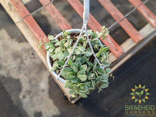 White Diamond Dischidia Hanging Basket