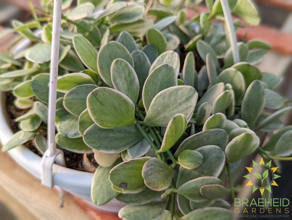 White Diamond Dischidia Hanging Basket