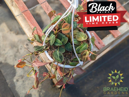 Micans Philodendron Hanging Basket - NO SHIP -