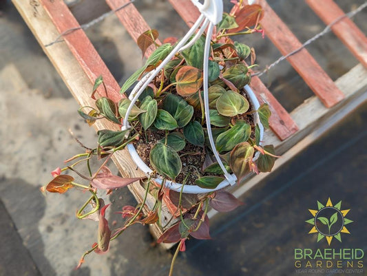 Micans Philodendron Hanging Basket - NO SHIP -