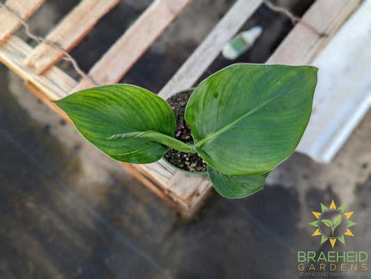 Bird of Paradise - White Flower