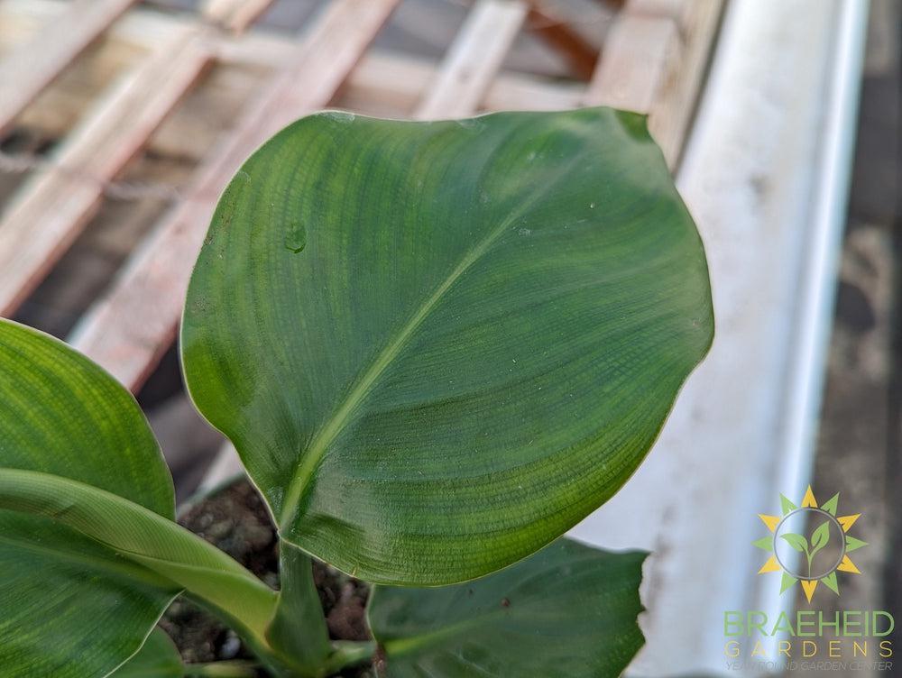 Bird of Paradise - White Flower