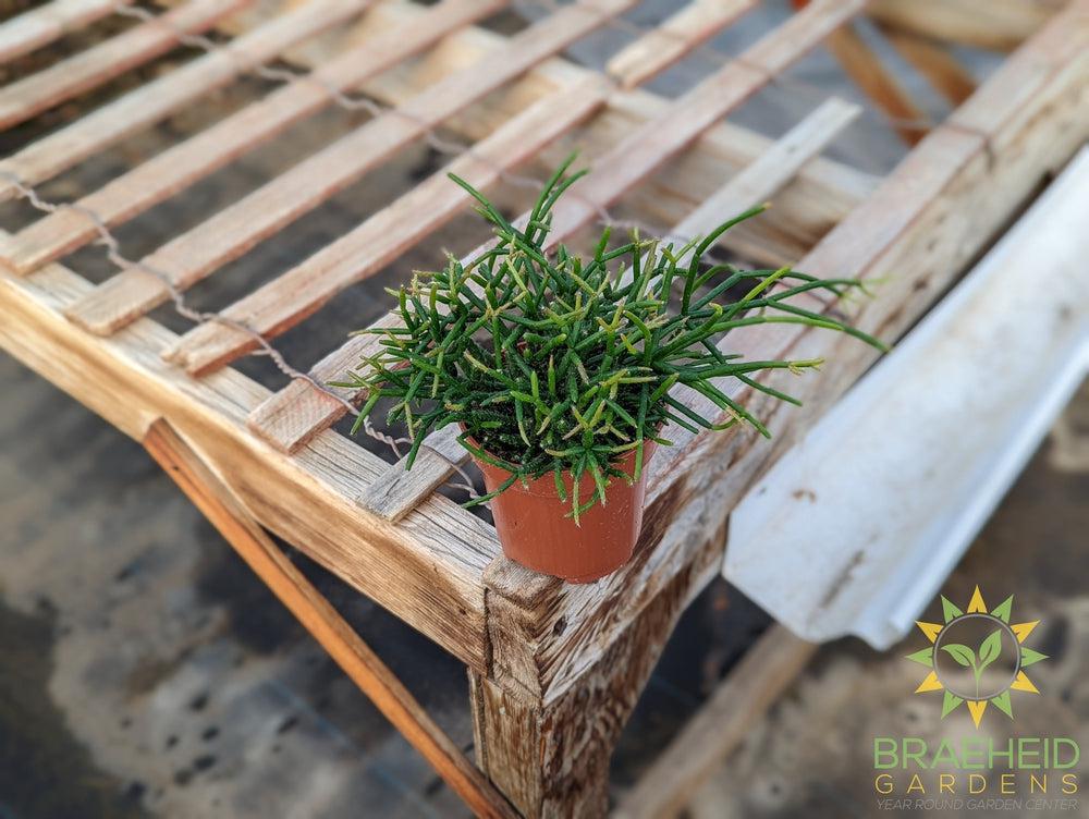 Mistletoe Cactus - Rhipsalis Burchellii