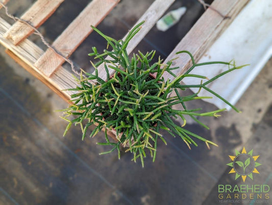 Mistletoe Cactus - Rhipsalis Burchellii