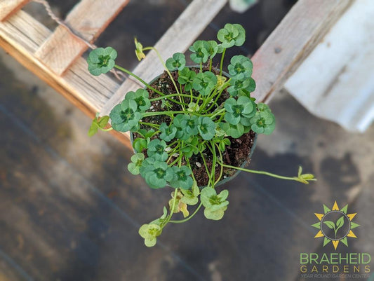 Clover 4 Luck Shamrock (Multiple Color Variants)