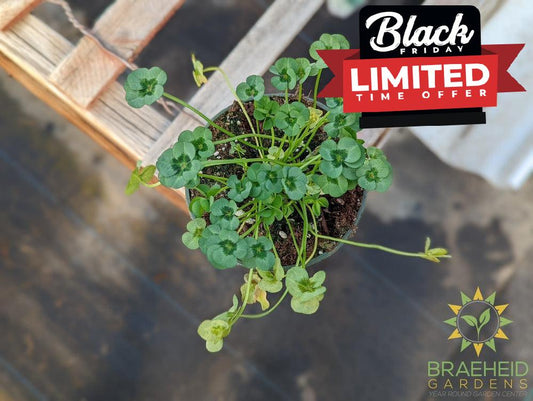 Clover 4 Luck Shamrock (Multiple Color Variants)