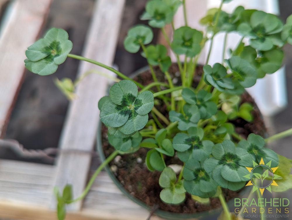 Clover 4 Luck Shamrock (Multiple Color Variants)