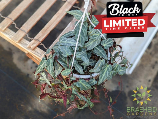 Jungle Vine (Cissus amazonica) Hanging Basket