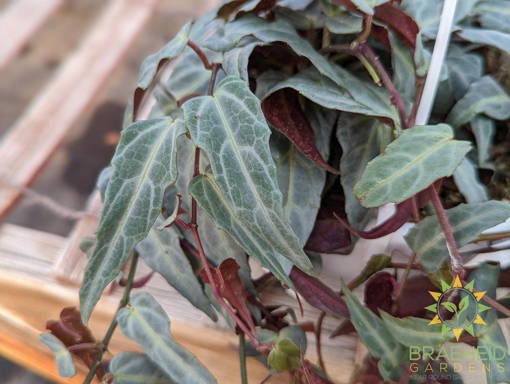 Jungle Vine (Cissus amazonica) Hanging Basket