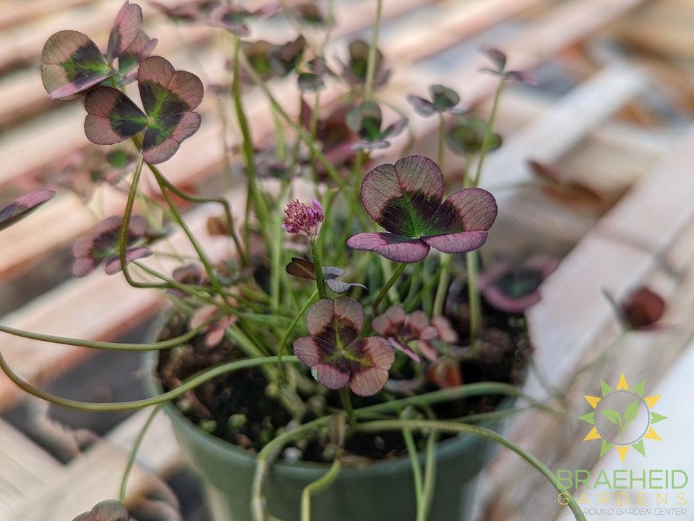 Clover 4 Luck Shamrock (Multiple Color Variants)