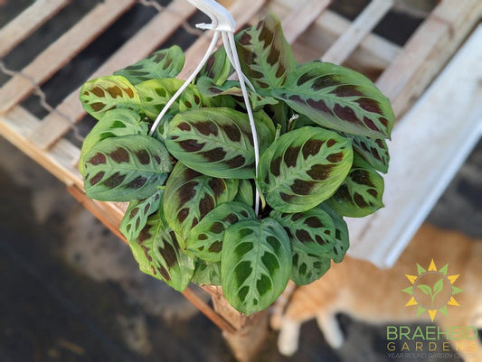 Green Prayer Plant Hanging Basket