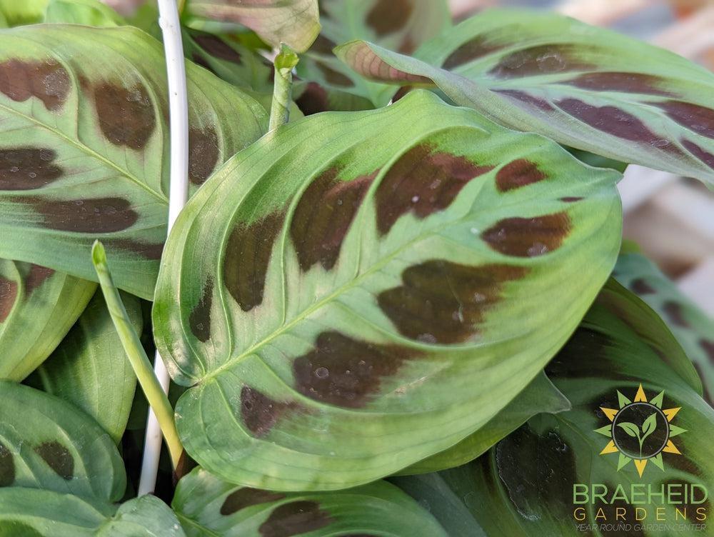 Green Prayer Plant Hanging Basket