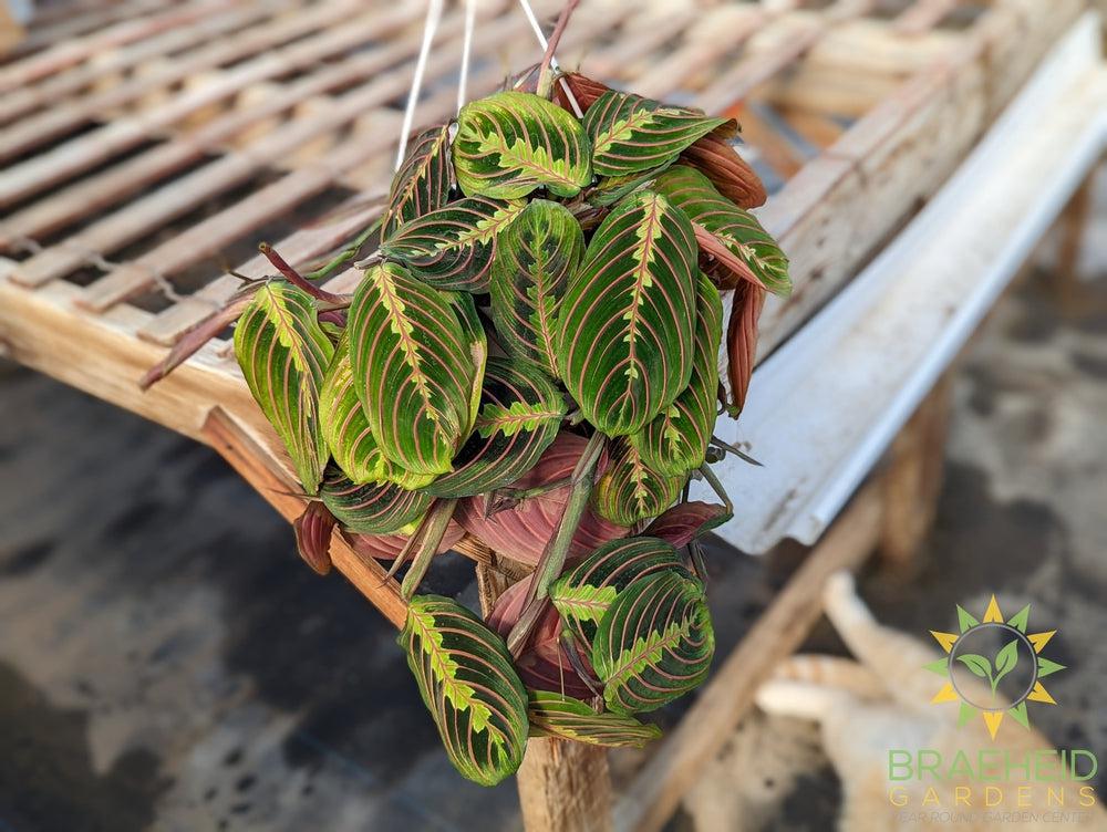 Red Prayer Plant Hanging Basket