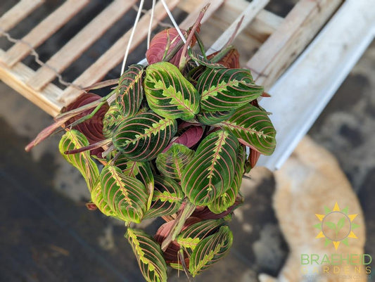 Red Prayer Plant Hanging Basket