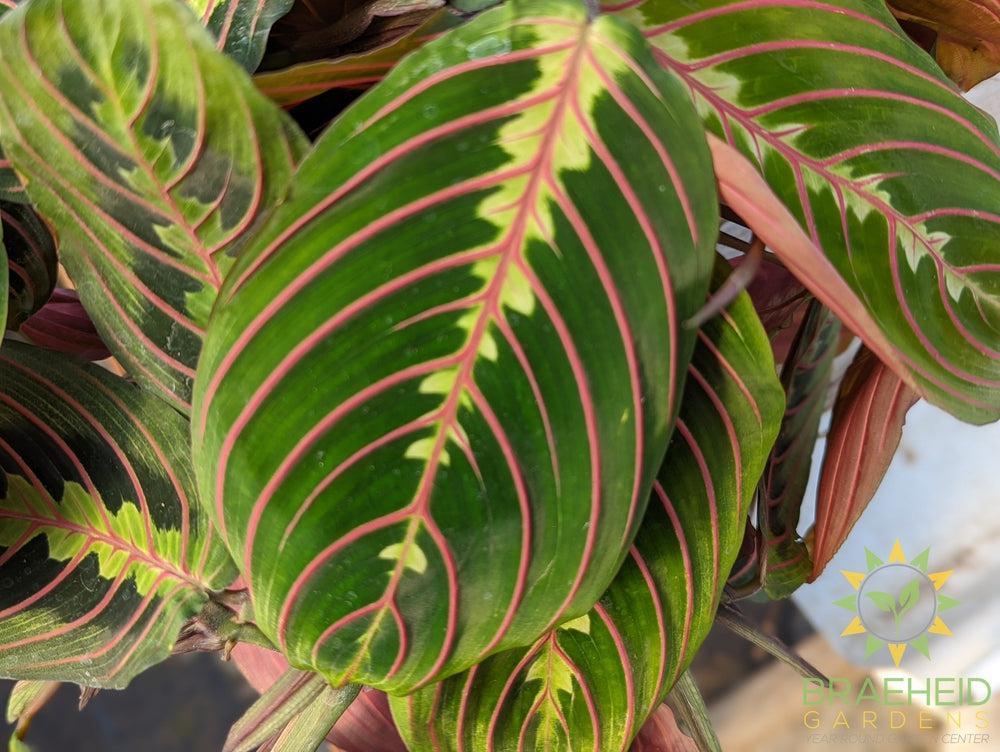Red Prayer Plant Hanging Basket
