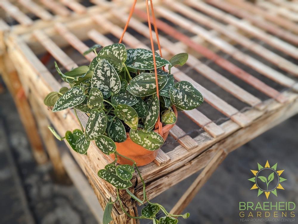 hanging satin pothos Satin Pothos (Scindapsus Pictus argyraeus) Hanging Basket – Braeheid Gardens Ltd