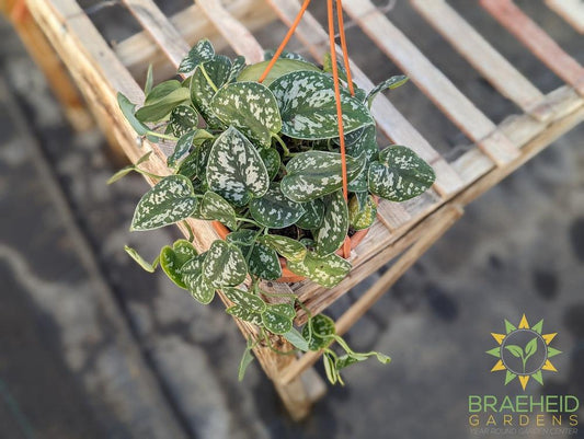 Satin Pothos (Scindapsus Pictus argyraeus) Hanging Basket