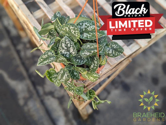 Satin Pothos (Scindapsus Pictus argyraeus) Hanging Basket