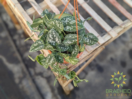 Satin Pothos (Scindapsus Pictus argyraeus) Hanging Basket