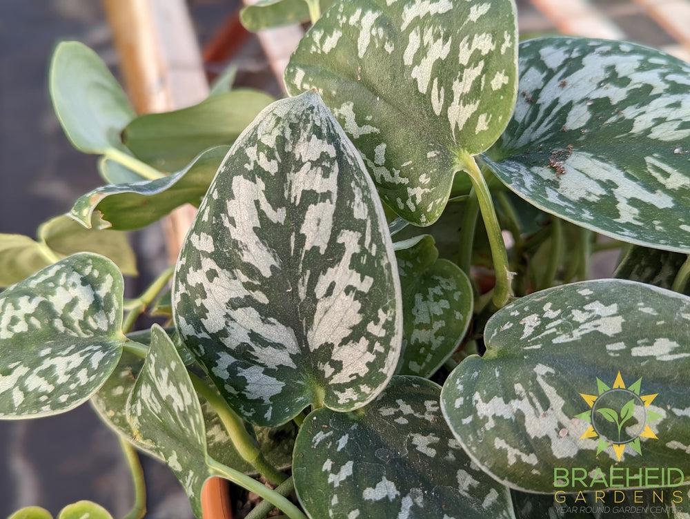 Satin Pothos (Scindapsus Pictus argyraeus) Hanging Basket