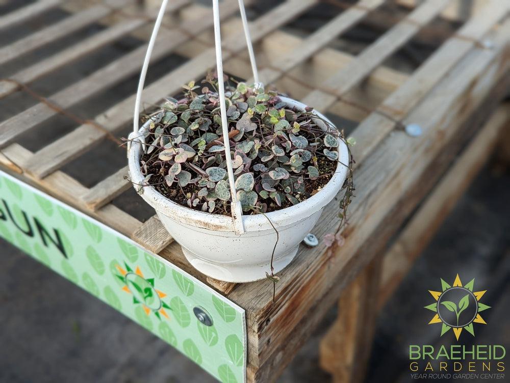 Variegated String of Hearts Hanging Basket