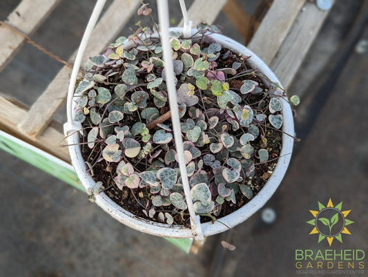 Variegated String of Hearts Hanging Basket