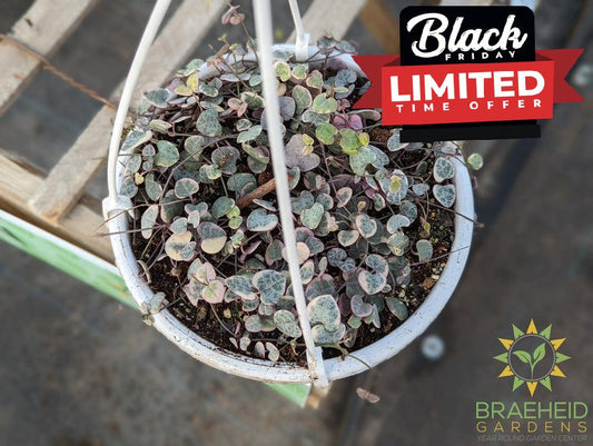 Variegated String of Hearts Hanging Basket