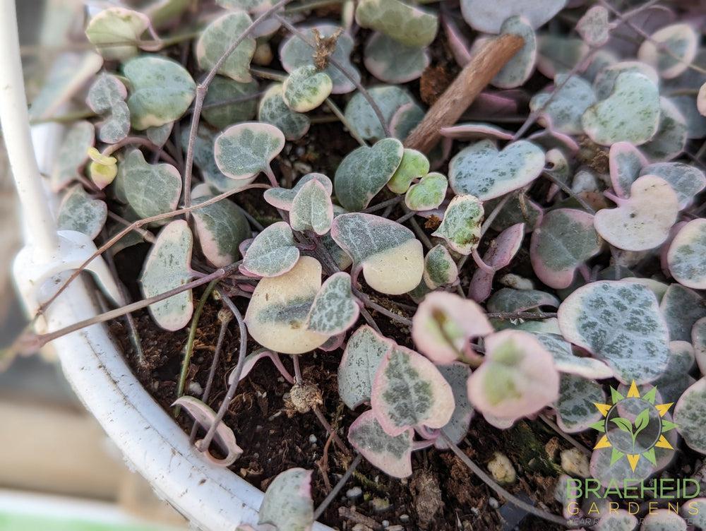 Variegated String of Hearts Hanging Basket