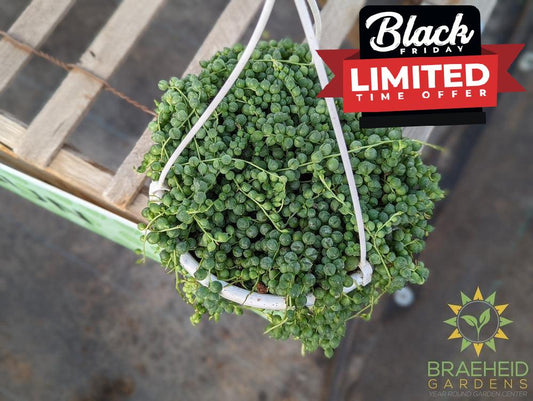 Large String of Pearl Hanging Basket - NO SHIP -