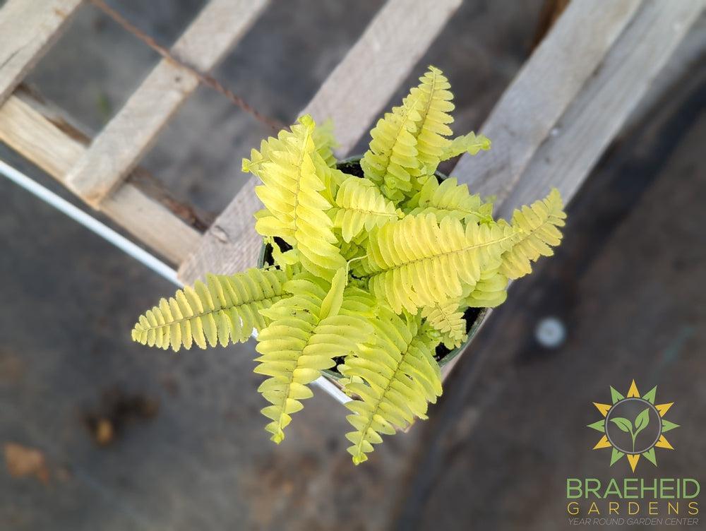 Blonde Boston Fern