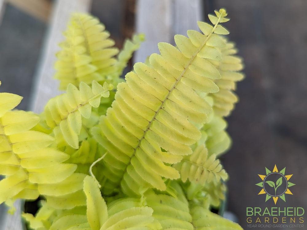 Blonde Boston Fern