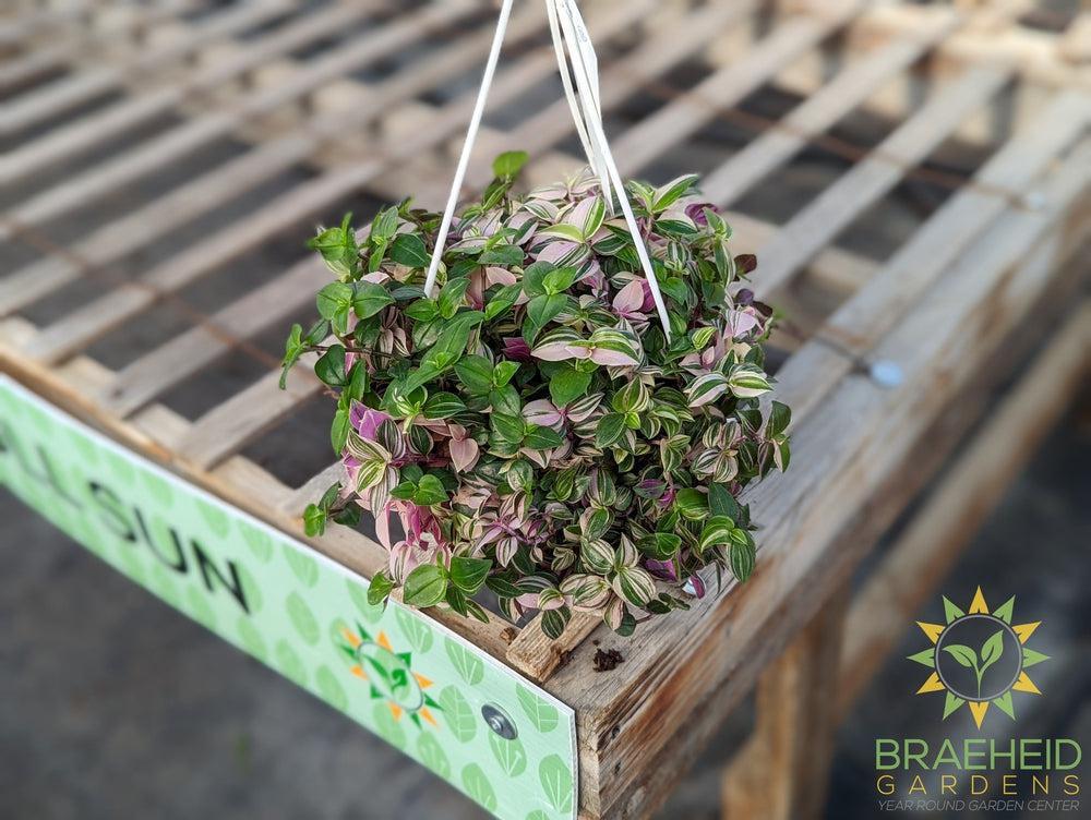 Rainbow Tradescantia - Hanging Basket