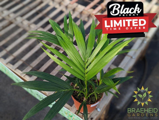 Large Kentia Palm - NO SHIP -