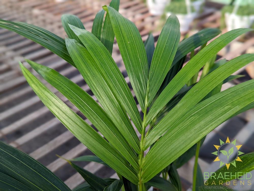 Large Kentia Palm - NO SHIP -