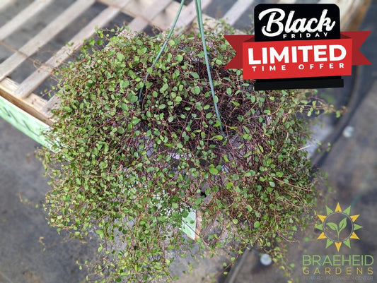 Wire Vine Hanging Basket