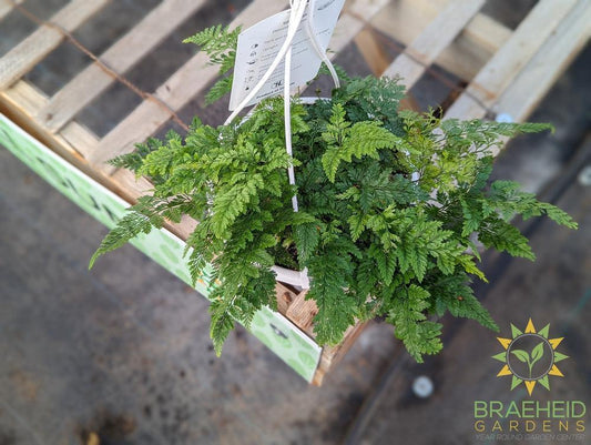 Large Rabbit Foot Fern Hanging Basket - NO SHIP -