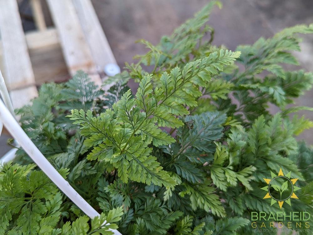 Large Rabbit Foot Fern Hanging Basket - NO SHIP -