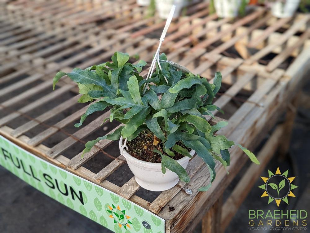Blue Star Fern Hanging Basket