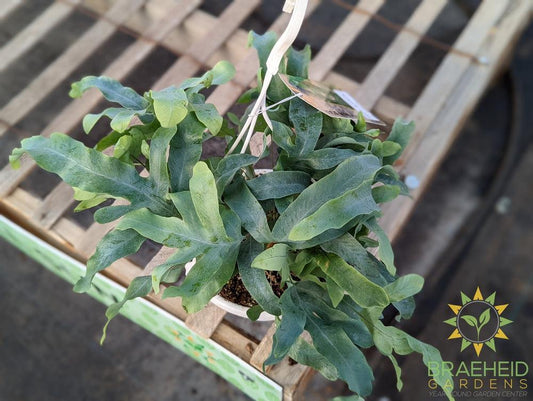 Blue Star Fern Hanging Basket