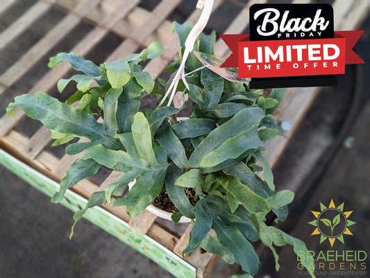 Blue Star Fern Hanging Basket