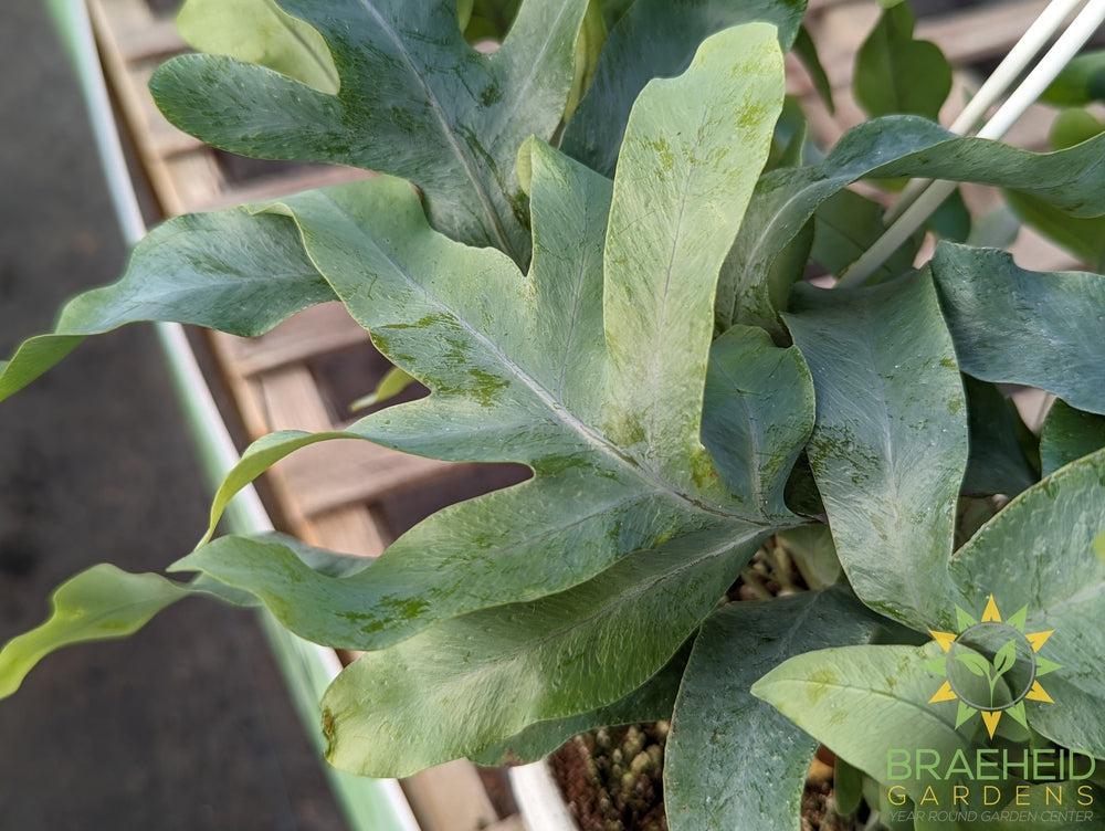 Blue Star Fern Hanging Basket