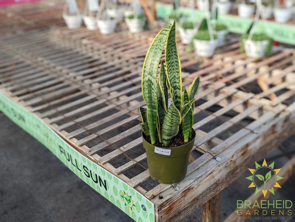 Large Mother in Law Sansevieria - NO SHIP