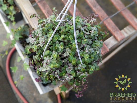 Callisia Pink Panther Hanging basket