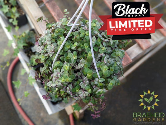 Callisia Pink Panther Hanging basket