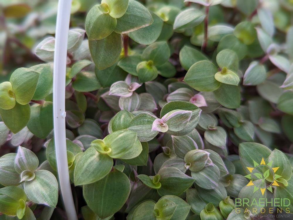 Callisia Pink Panther Hanging basket