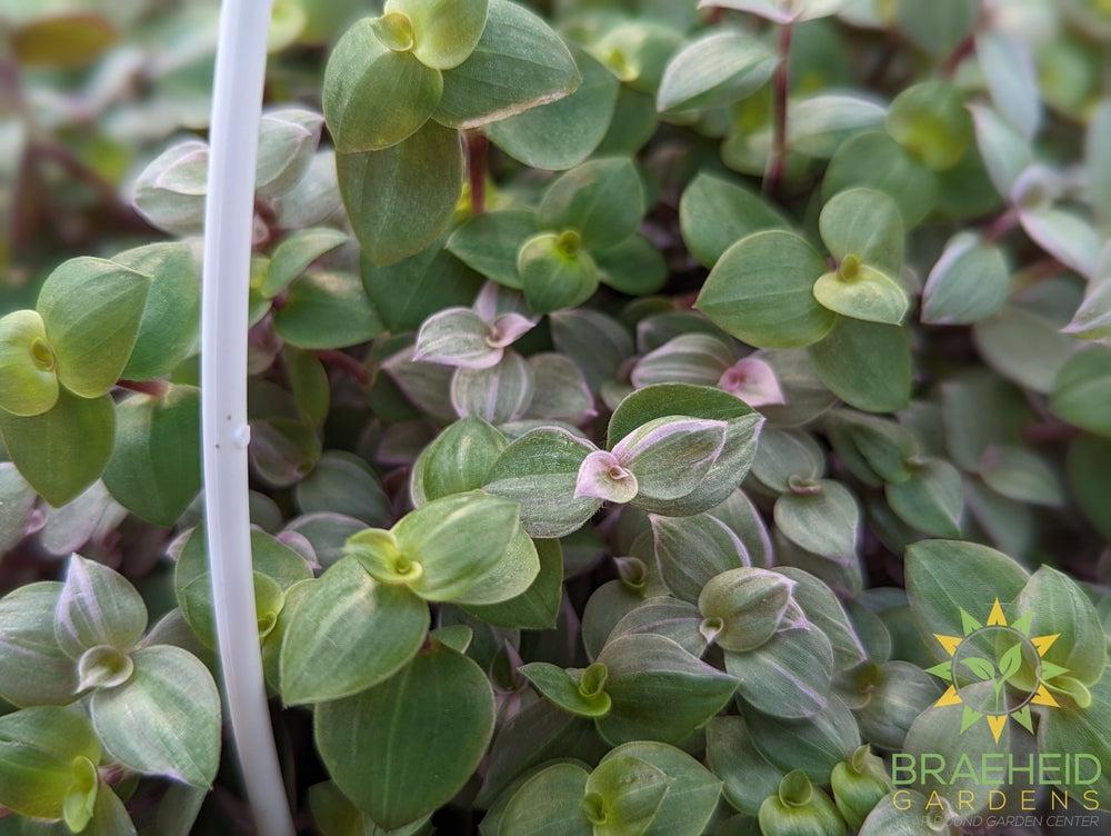 Callisia Pink Panther Hanging basket